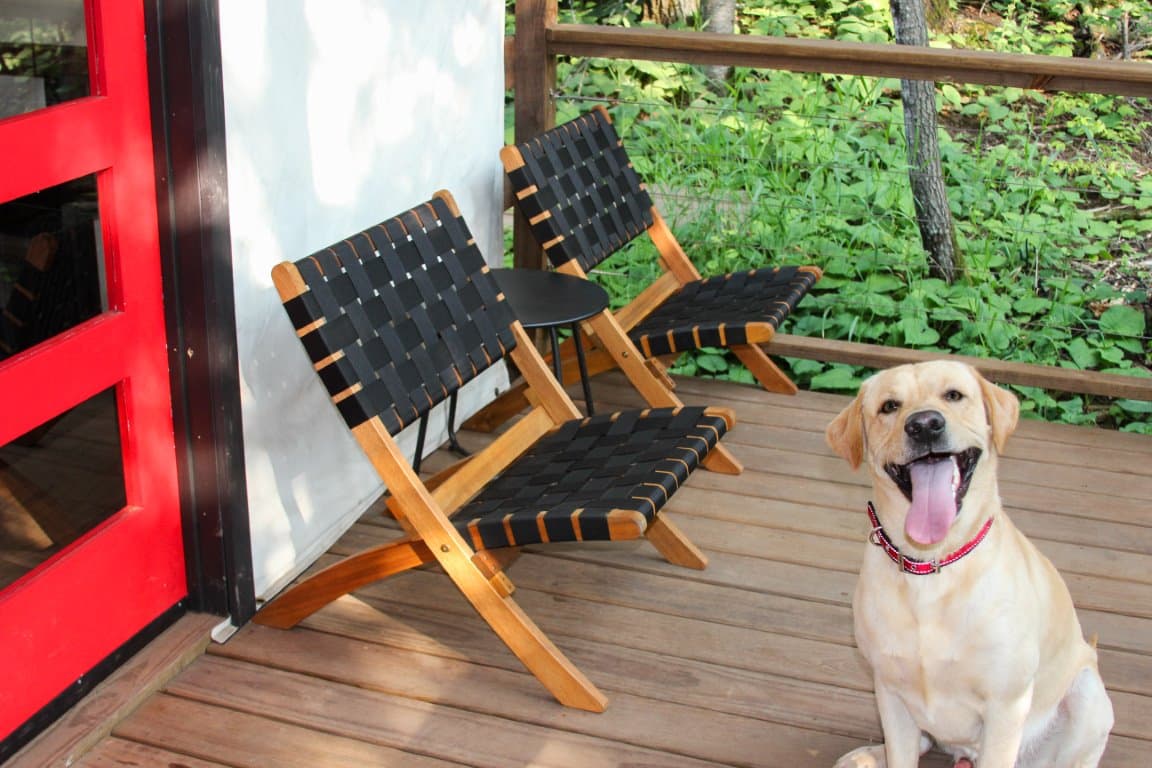 Happy dog sitting on wooden deck with chairs.