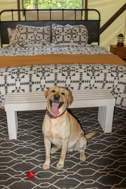 Happy dog sitting in a bedroom.