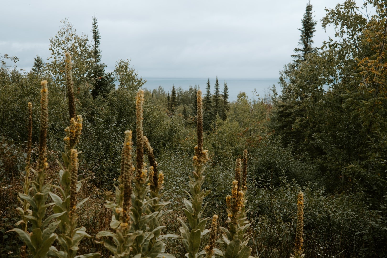 Forest landscape with tall plants and distant water.