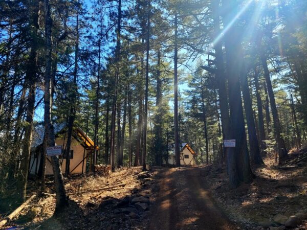 Sunlit forest path with cabins and caution signs.