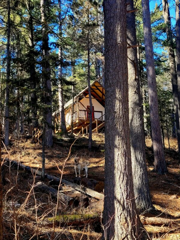 Secluded cabin in forest with dog.