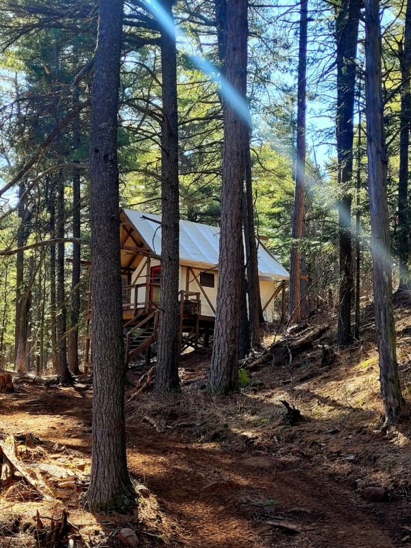 Glamping tent surrounded by forest trees