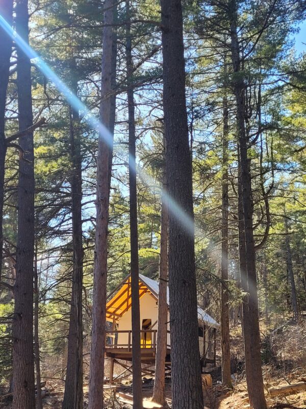 Cabin in forest with sunbeams through pine trees.