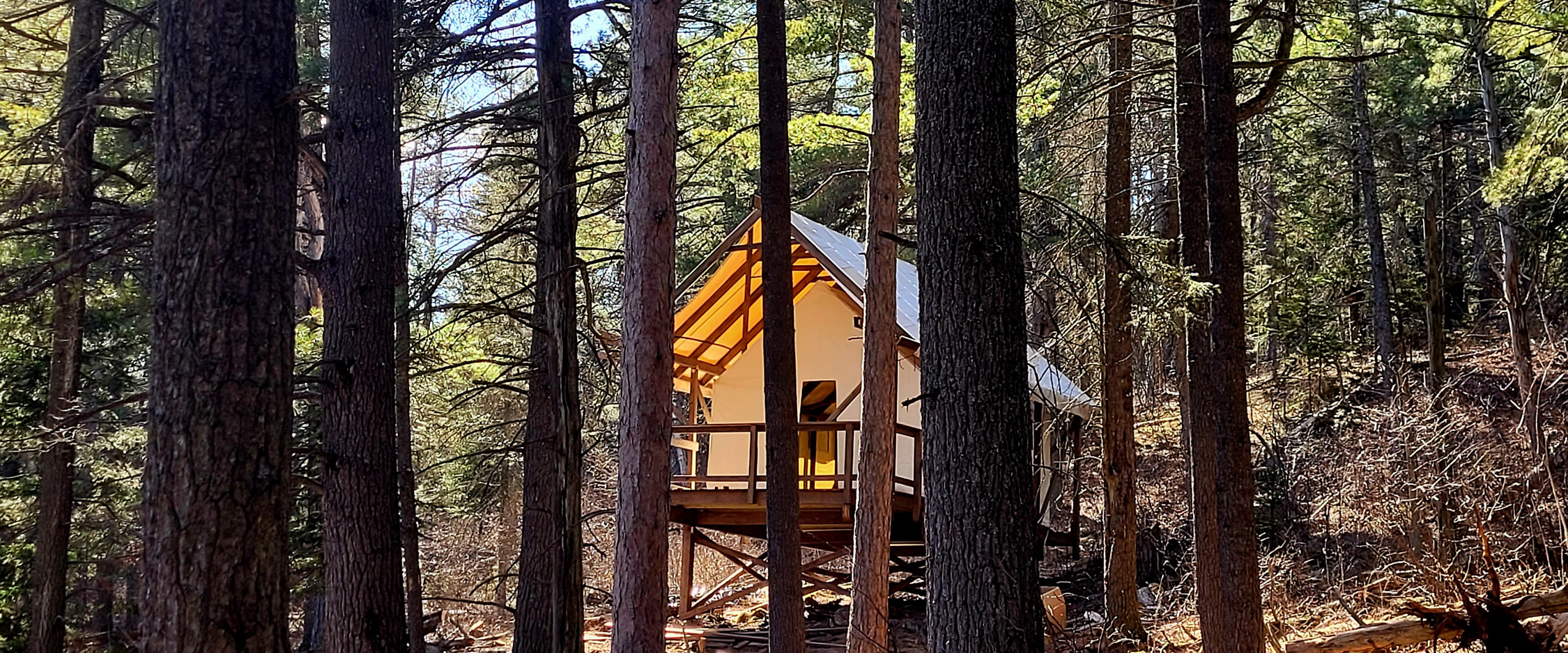 Secluded cabin nestled among tall forest trees.