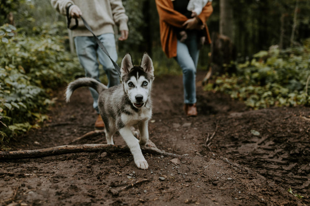 Husky puppy walking with people in forest trail.