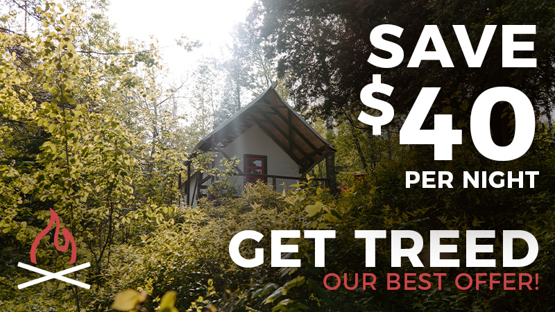 Save on cabin stay amid forest trees.