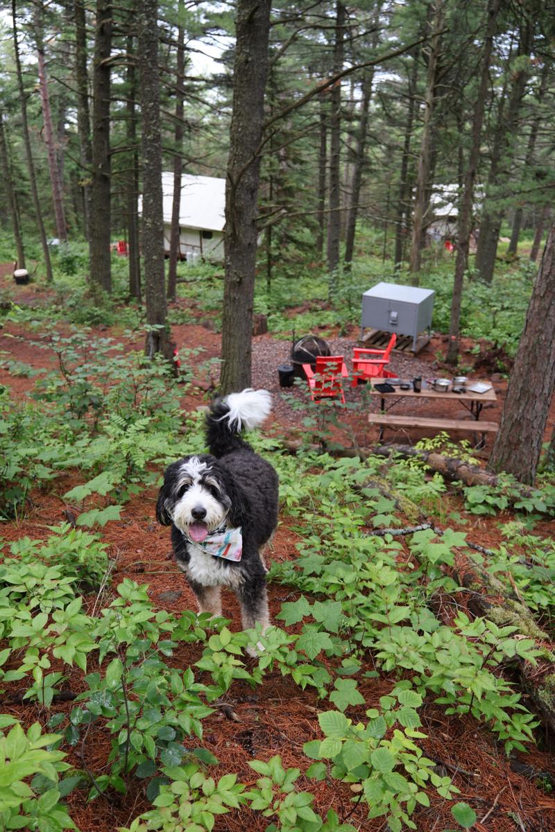 Dog at forest campsite with red chairs and shed.