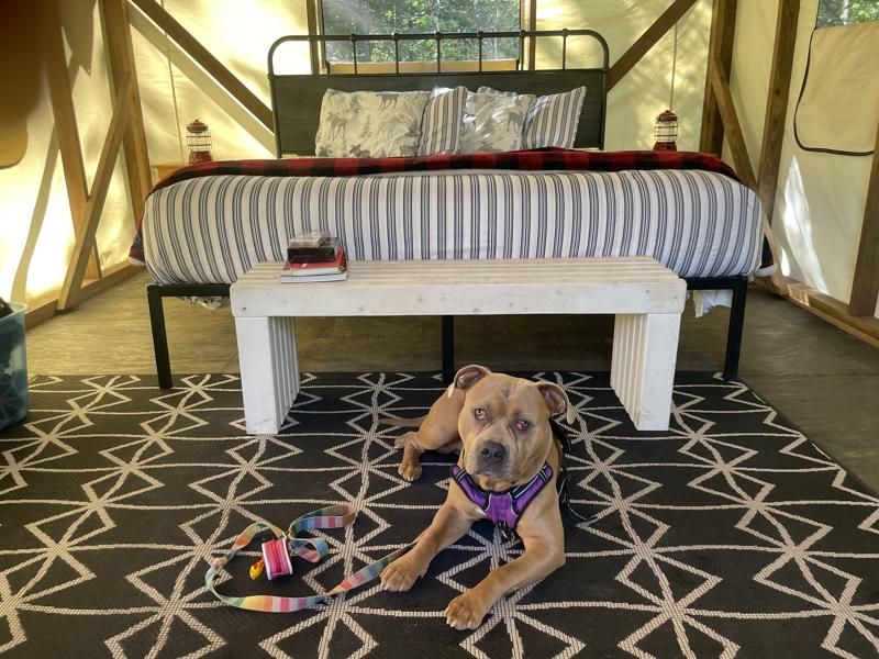 Dog relaxing on a rug in cozy tent bedroom.