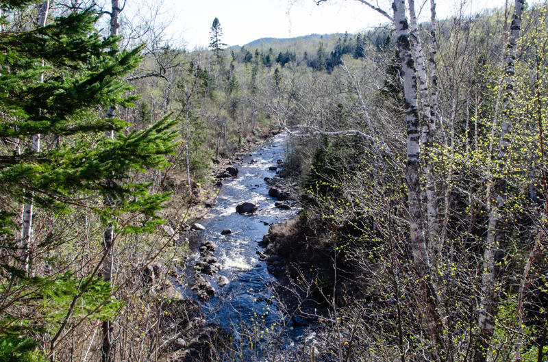 dsc 0284 Forest river flowing through trees and rocks.