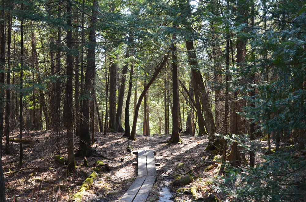 Sunlit forest trail with wooden path